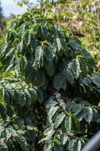 Mountain Thunder Coffee Plantation Tour - Kona, Hawaii